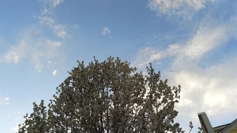 Huge Spring tree by building - Drone camera moves up Video stock 128796817