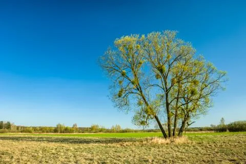 Huge spring tree on the meadow and the clear sky Stock Photos