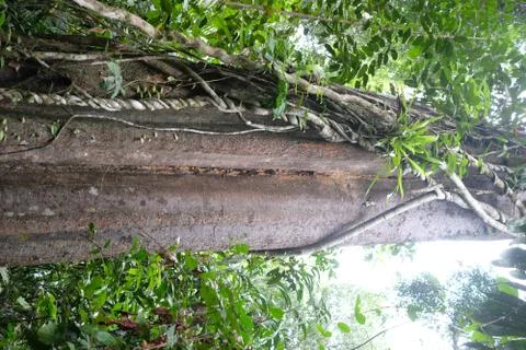 Huge standing timber in deep forest Foto stock