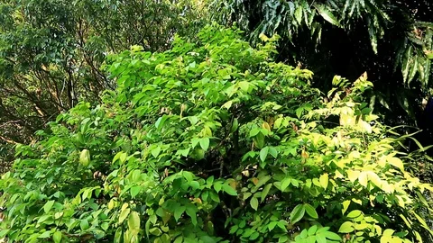 A huge star fruit tree planted in a huge pot.  Star fruit tree bonsai. Stock-Footage 103647224
