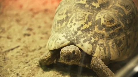 Huge star turtle walking around habitat in reptile zoo park. Stock Footage 260392610