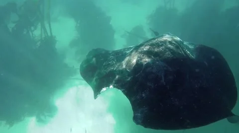 Huge stingray with old shark bite injury swims in clear water with sand and kelp Stock Footage 62488217
