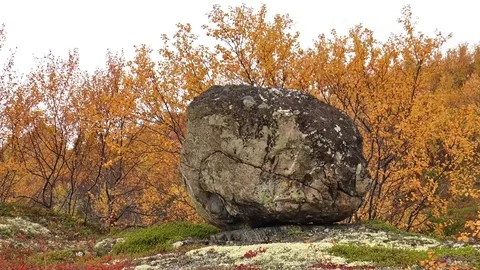 A huge stone against the background of autumn yellow bushes of aspen. Stock-Footage 74600124
