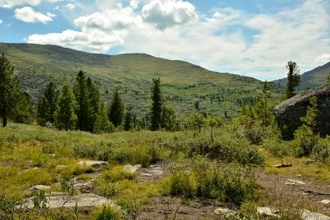A huge stone in a clearing at the edge of a dense coniferous forest in the .. Foto stock