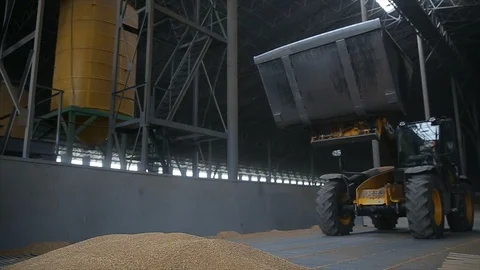 Huge storage crops. Telescopic handler with ladle working at covered bulk stock Stock Footage 107268839