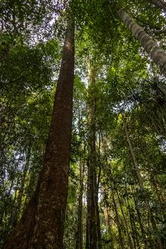 A huge straight tree trunk rises toward a dense tropical forest canopy over.. 스톡 사진