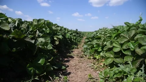 Huge strawberry field in spring Stock Footage 157231761