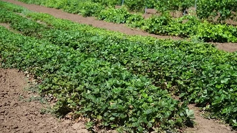 Huge strawberry field in spring Stock Footage 221350001