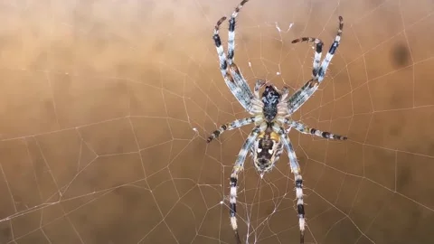 Huge striped spider chewing Stock Footage 293500327