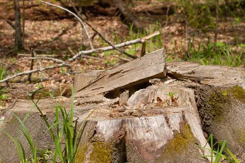 A huge stump of a cut tree in the forest, environmental protection. Stock Photos