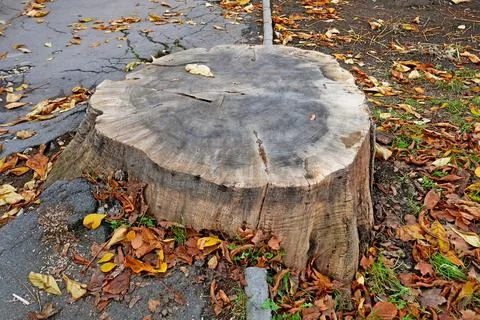 Huge stump without bark between the sidewalk and the lawn Stock Photos