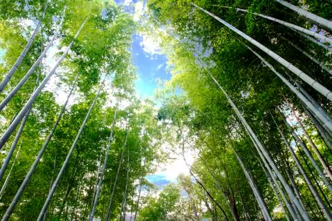 Huge sugar cane patch with walking Stock Photos