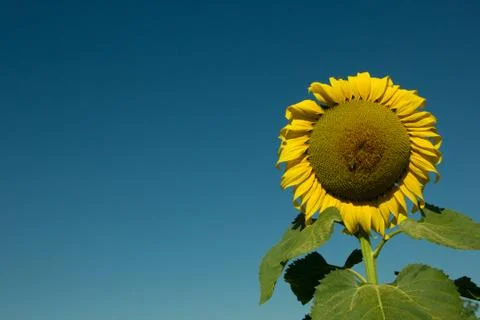 Huge sunflower Stock Photos