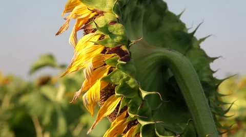Huge Sunflowers On The Field Stock Footage 53163591