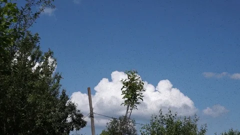 A huge swarm of bees in the sky Stock Footage 111749378
