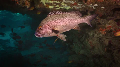 Huge Sweetlips in Cave! Lord Howe Island, Australia Stock Footage 250755152