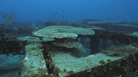 Huge Table corals growing on artificial reef structure, underwater clip Stock Footage 234447474