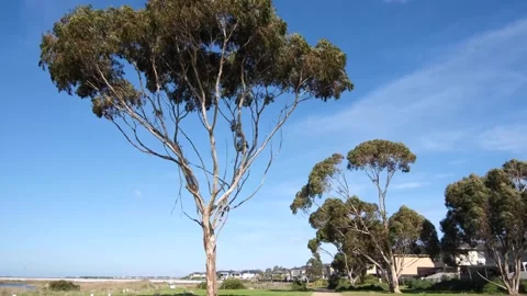 A huge tall gum tree Eucalyptus on dirt footpath Point Cook VIC Australia. Stock Footage 244141621