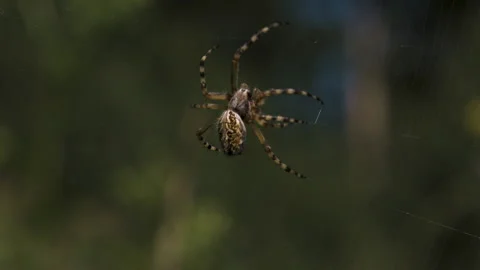 A huge tarantula hanging on its web. Creative. A bright spider with patterns on Stock Footage 170508624