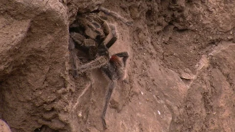 Huge tarantula spider in its natural habitat Stock Footage 128549058
