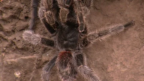 Huge tarantula spider in its natural habitat Stock Footage 128549077