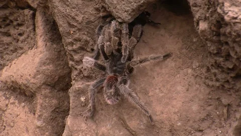 Huge tarantula spider in its natural habitat Stock Footage 128549090