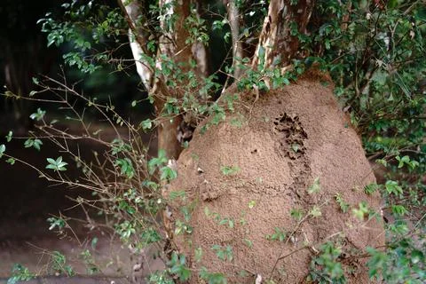 Huge Termite Mound at Base of Tree with Green Foliage Background Stock Photos