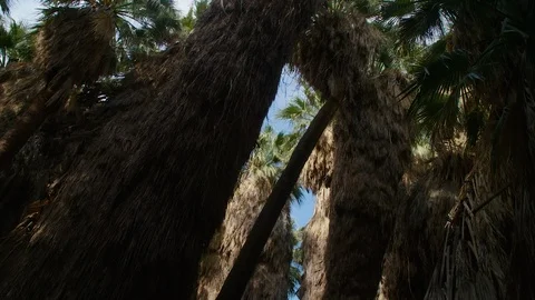 Huge thick palm trees rise in the desert at Thousand Palms Oasis near Coachella Stock Footage 113301573