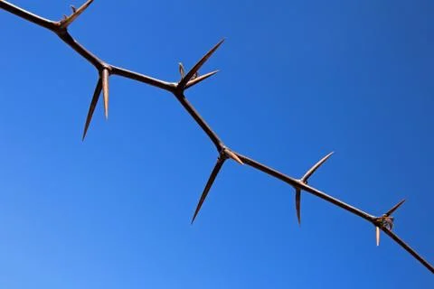 Huge thorns on the sky Stock Photos