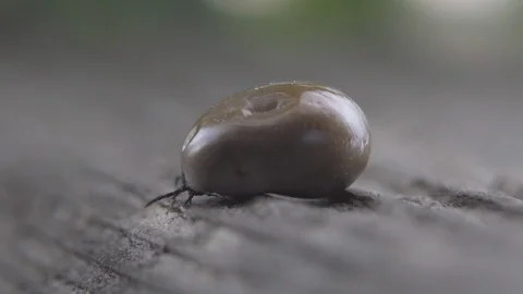 Huge Tick Crawling in Nature Video stock 117855531