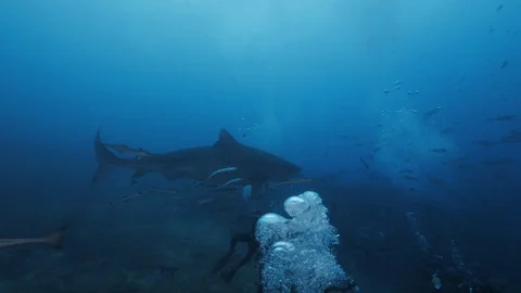 Huge tiger shark visiting human during shark dive Video stock 95445408