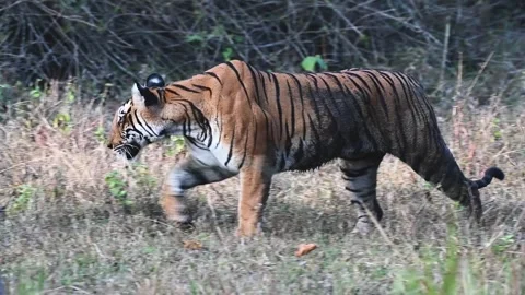Huge tiger walking across of us in Kabini national park Stock Footage 267566964