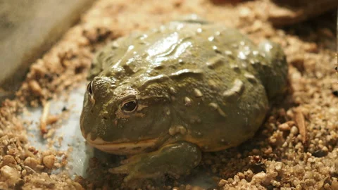 Huge toad found along the pathway. Stock-Footage 179329124
