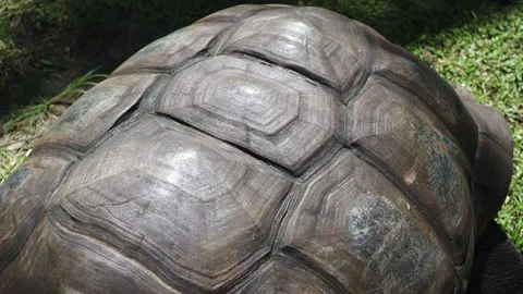 Huge tortoise shell close up in the Seychelles. Stock Footage 154807338
