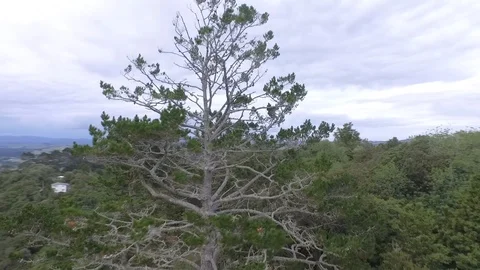 Huge Tree Aerial Pan Video stock 87854420