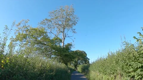 Huge Tree Approach with circling Crows Video stock 186146642