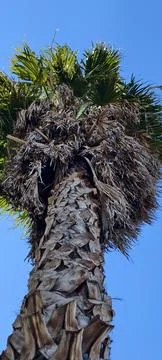 A huge tree in Australia 库存照片