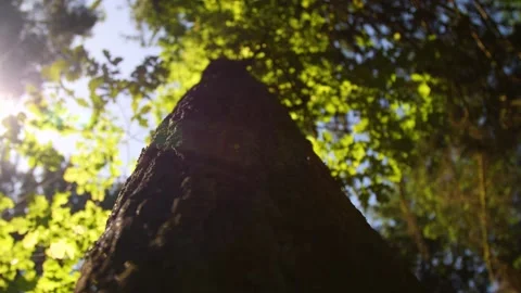 A huge tree in Austria Video stock 157851874