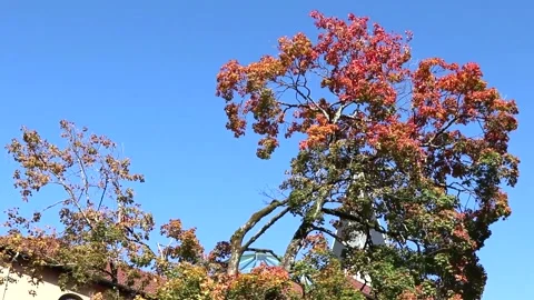 Huge tree in autumn with a stream passing low in the old center of Annnecy, Stock Footage 172568856