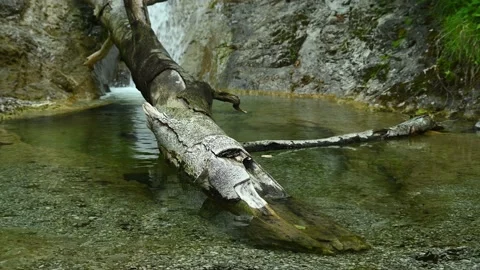 A huge tree is in a beautiful pond of a wild small stream in the mountains Stock Footage 211485758
