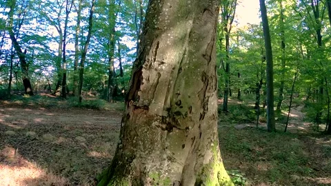 A huge tree in a beech mountain forest Stock Footage 285422107