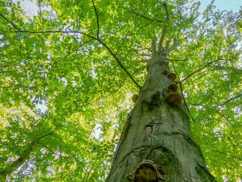 A huge tree in a beech mountain forest Stock Photos