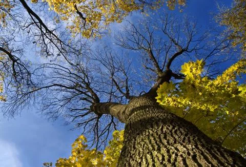 Huge tree from below Stock Photos