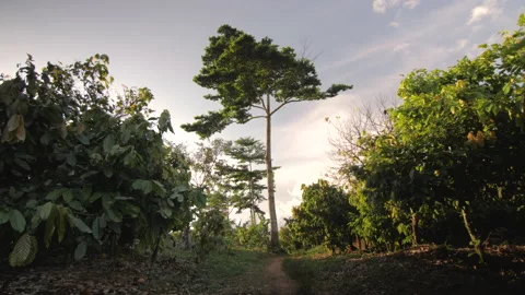 Huge tree between the alleys of a cocoa forest, in Ivory Coast Stock Footage 220794451