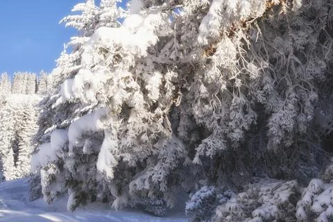 Huge tree branches all covered in ice and frost in a snowy mountain forest Foto stock