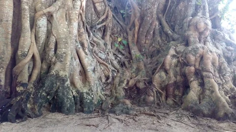 Huge Tree with Branches Stock Footage 84095175