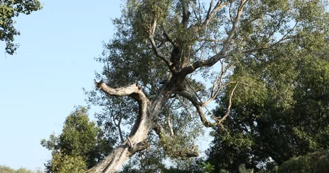 Huge tree Branches Stock Footage 168666617
