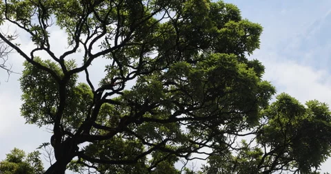 Huge tree Branches Stockbeeldmateriaal 335624598