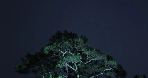 Huge tree Branches Vidéo 335632475