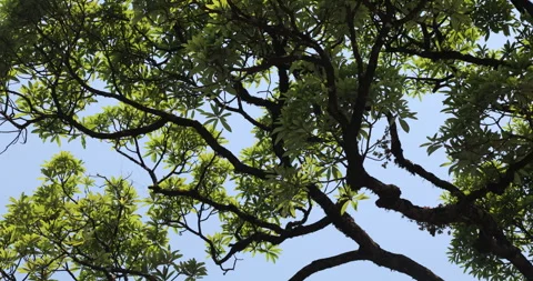 Huge tree Branches Vídeo Stock 335646106